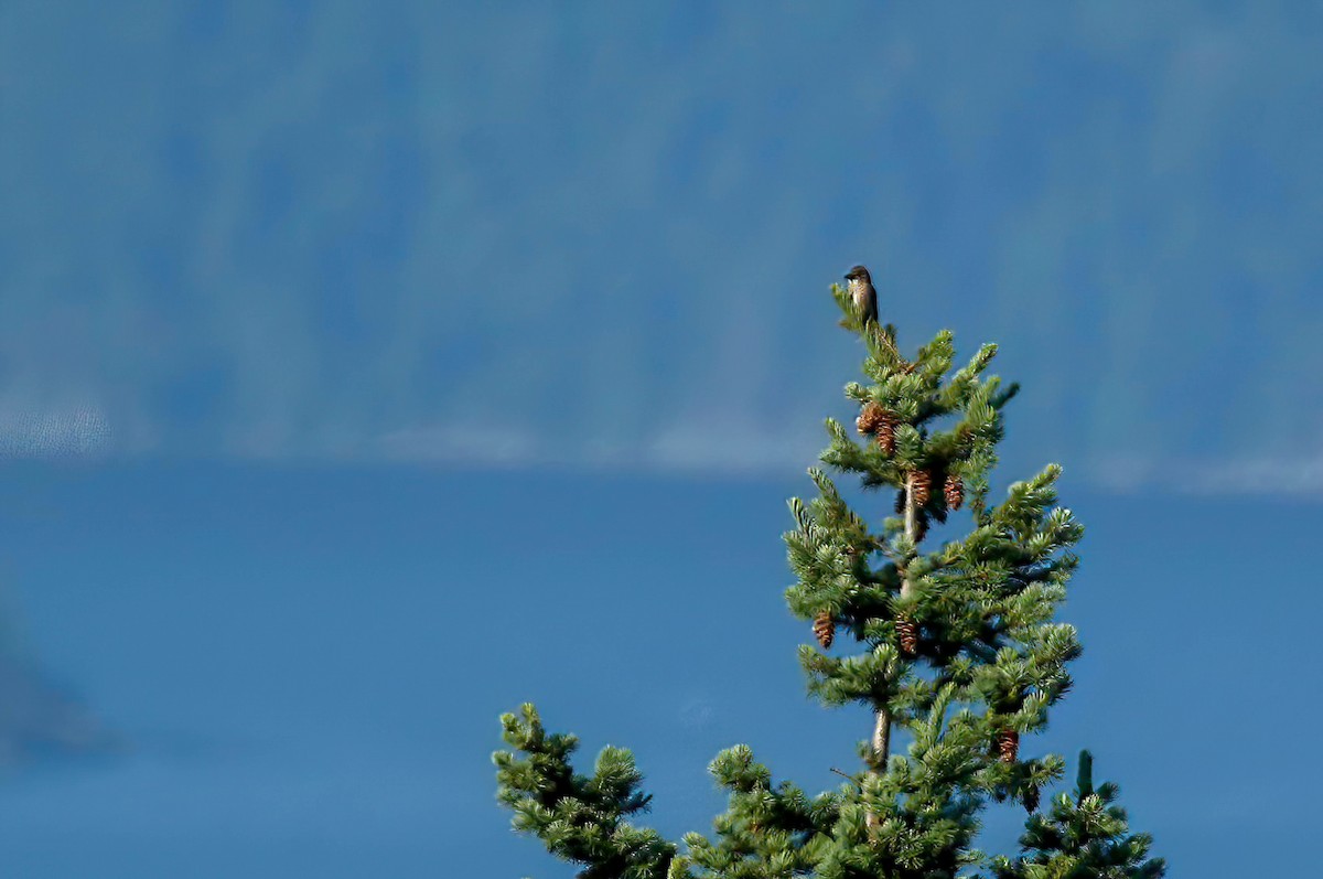 Olive-sided Flycatcher - ML351937201