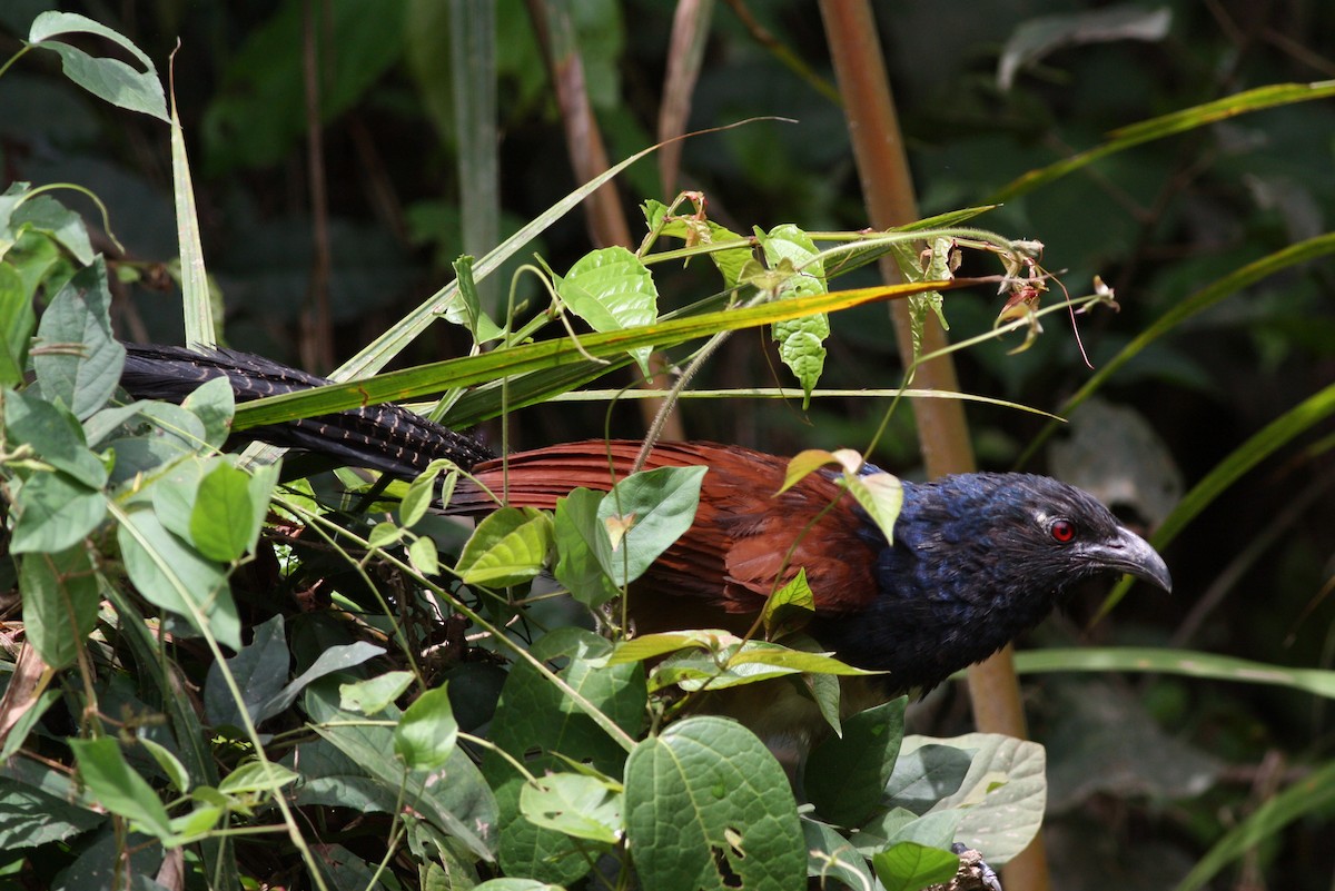 Black-throated Coucal - Toby Austin
