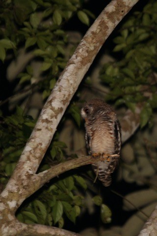 African Wood-Owl - ML35193851