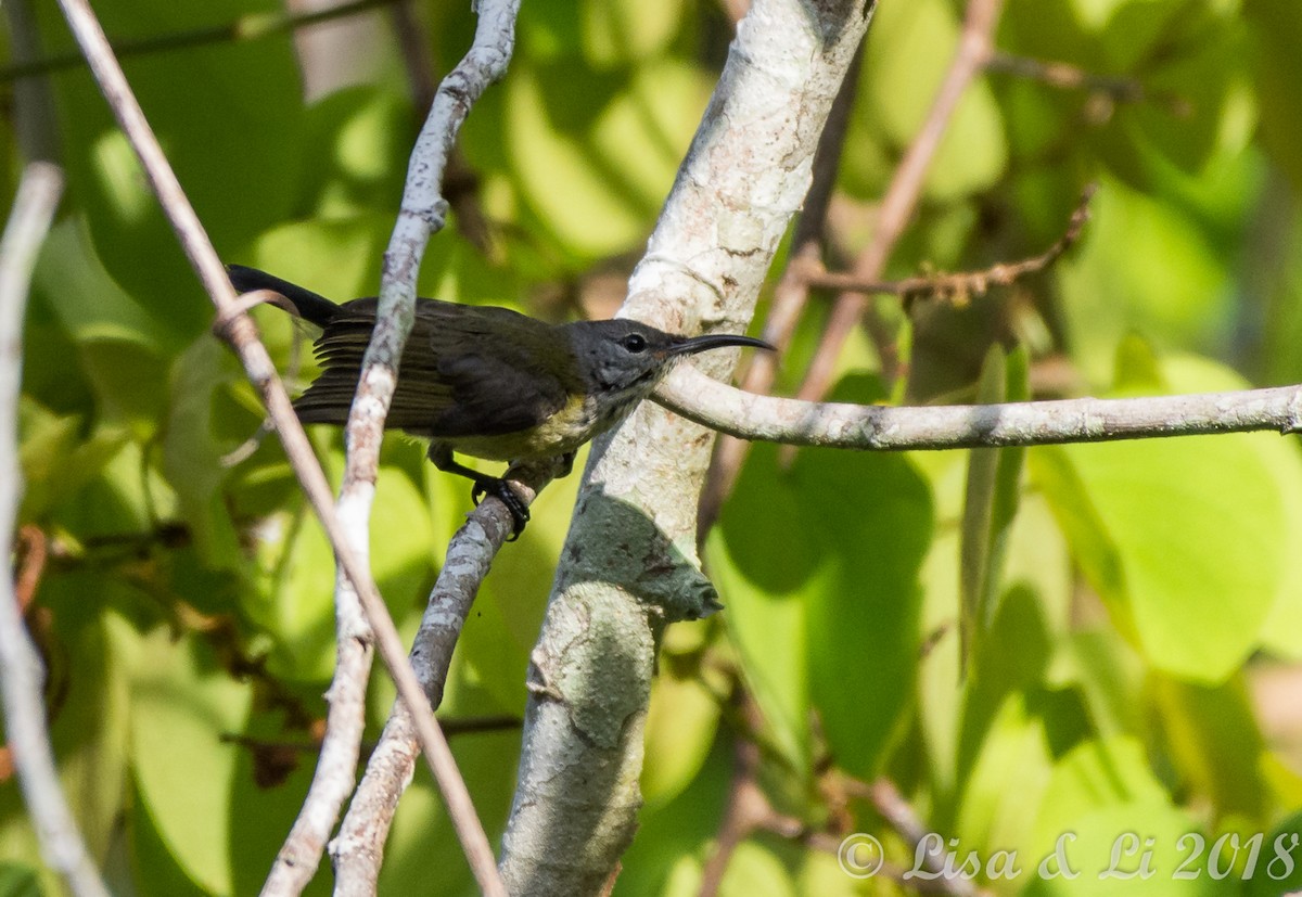 Spectacled Longbill - ML351944831