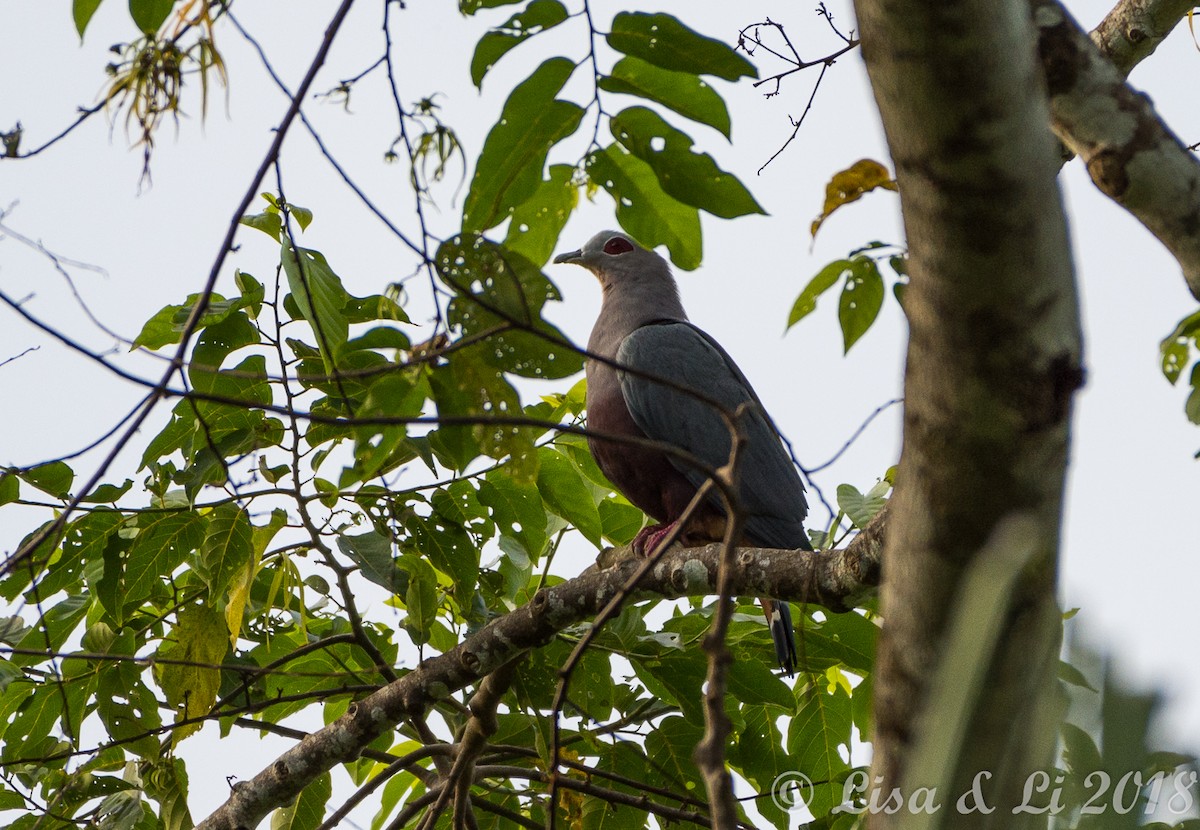 Pinon's Imperial-Pigeon - ML351945721