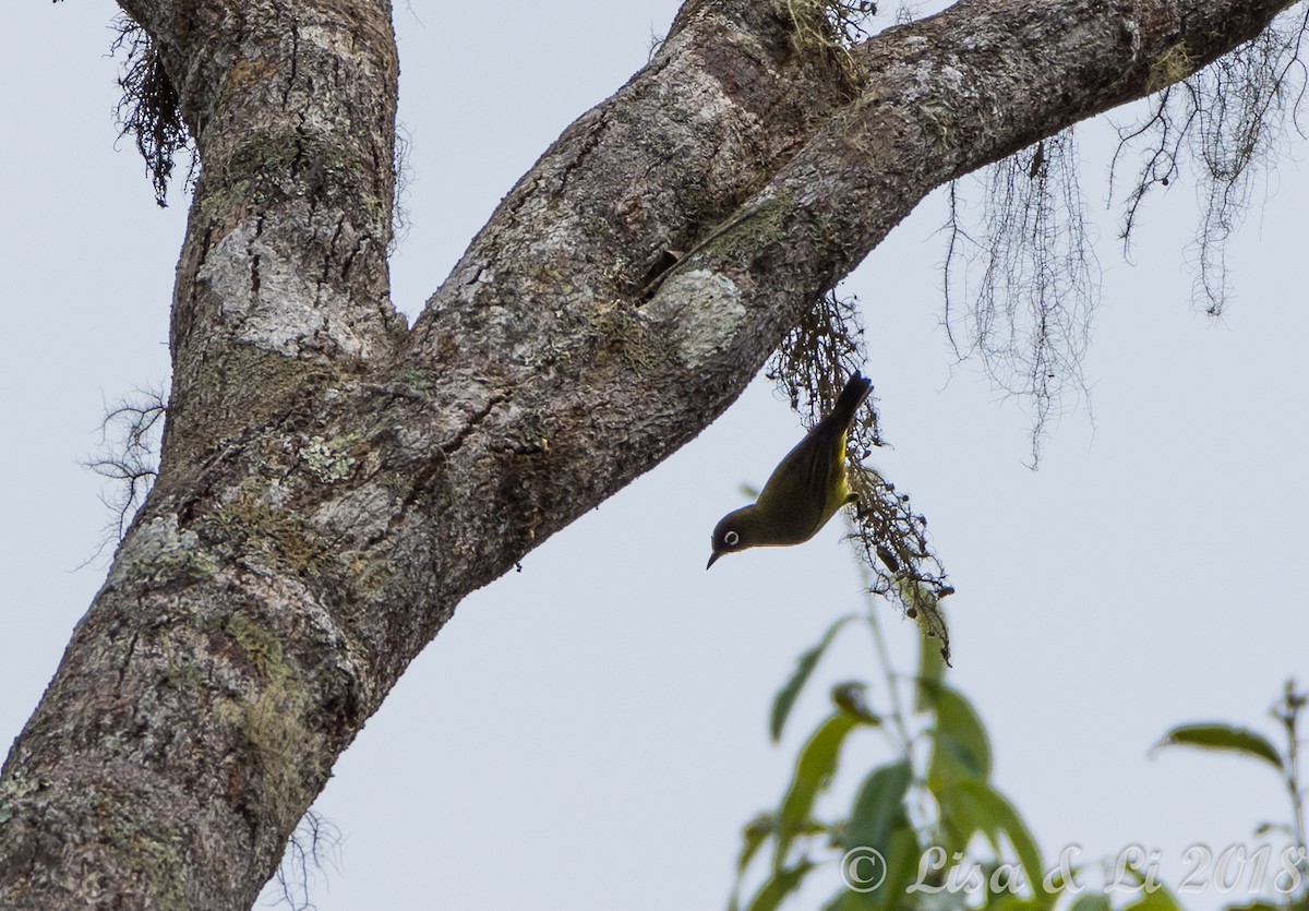 Capped White-eye - ML351948131