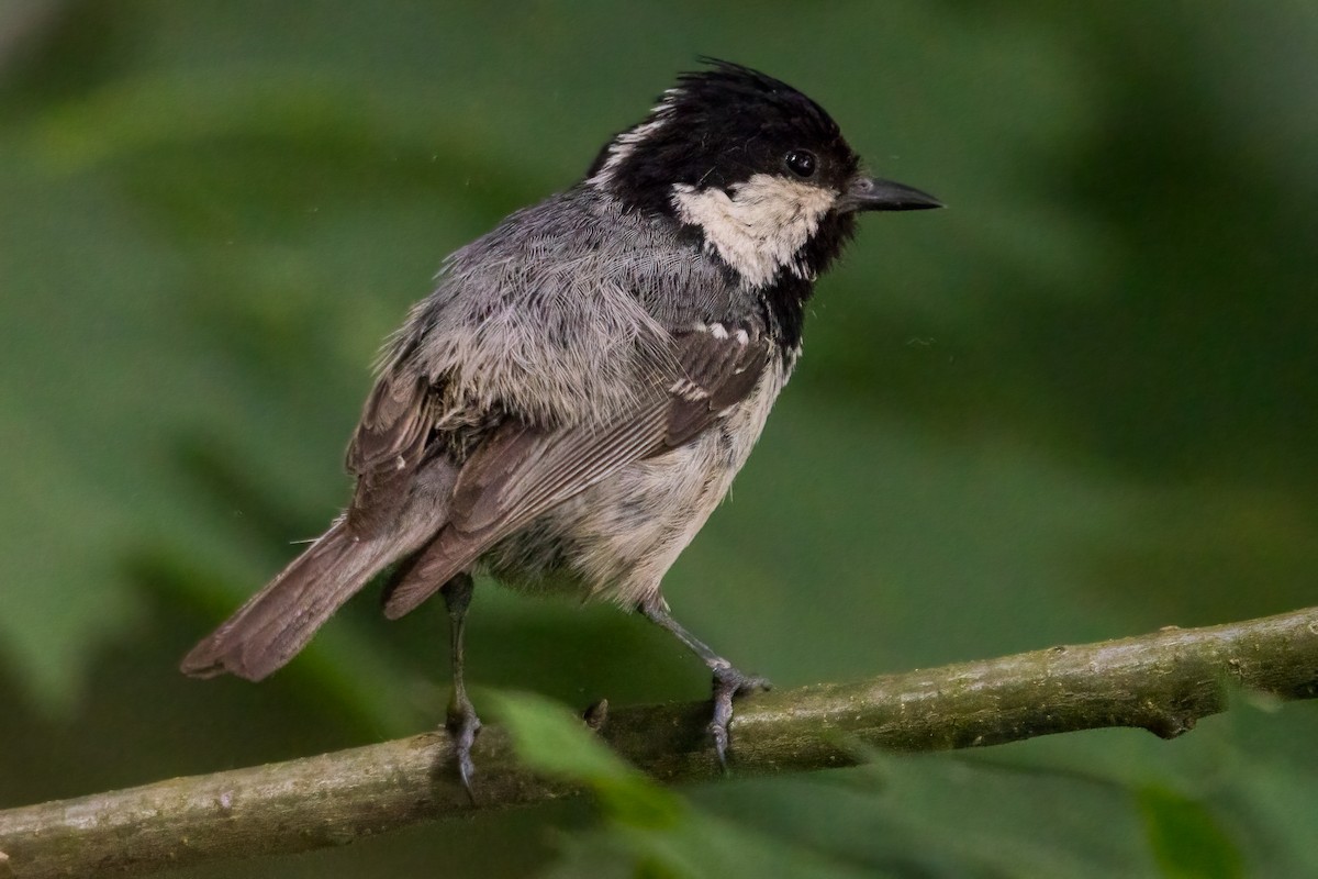 Coal Tit - ML351948881