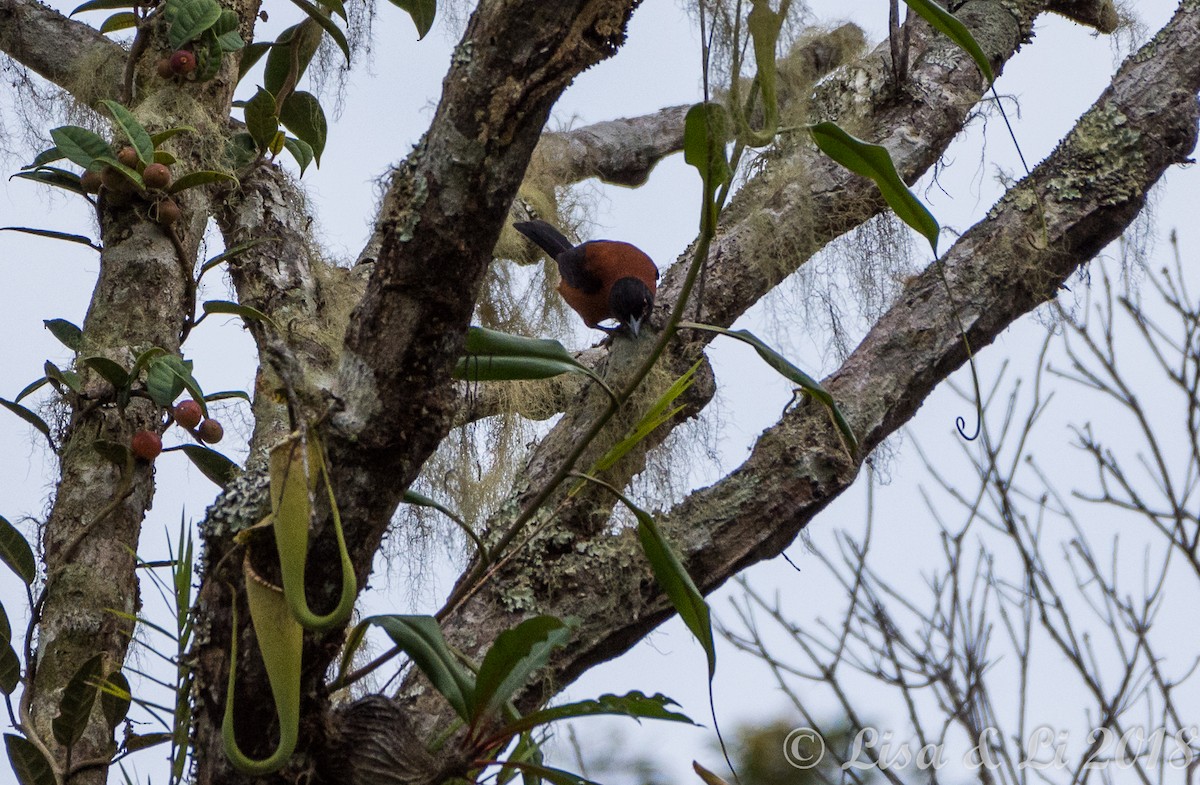 Hooded Pitohui - ML351948901