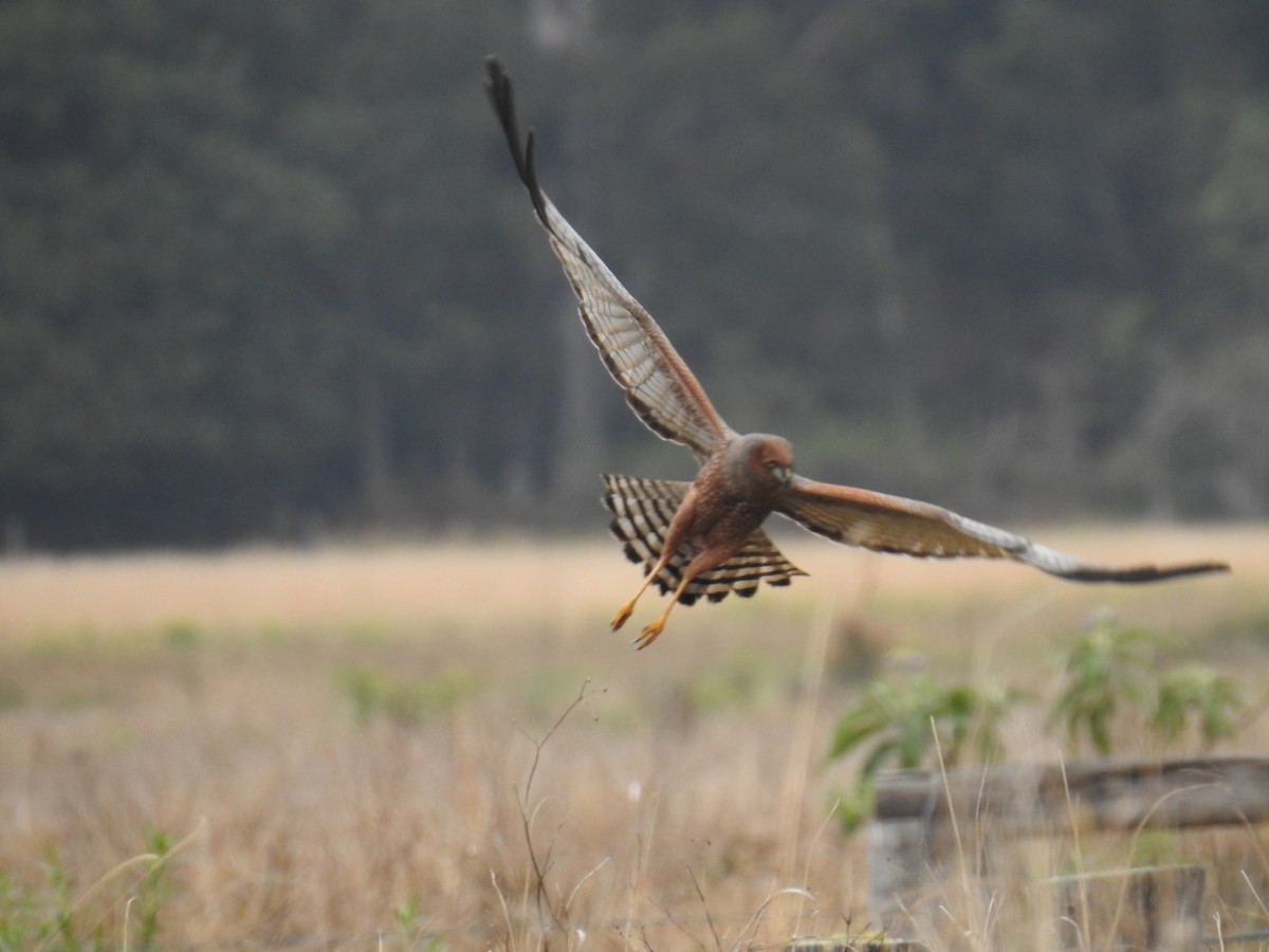 Spotted Harrier - ML35194941