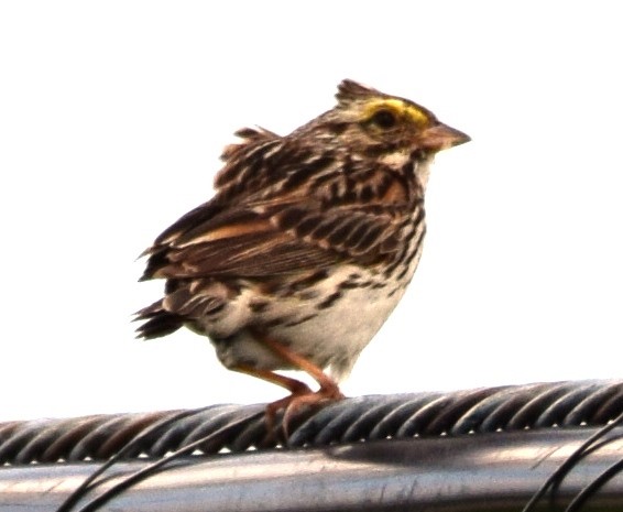 Savannah Sparrow - ML351949871