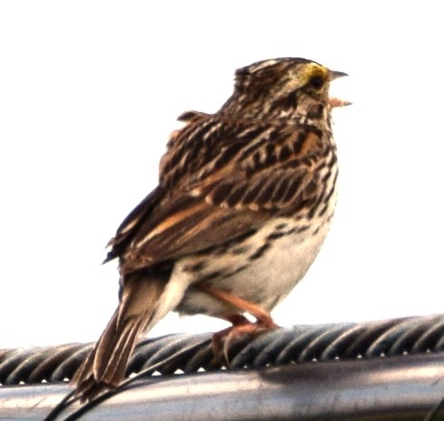 Savannah Sparrow - ML351949881