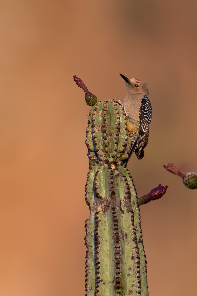 Gila Woodpecker - ML351951241