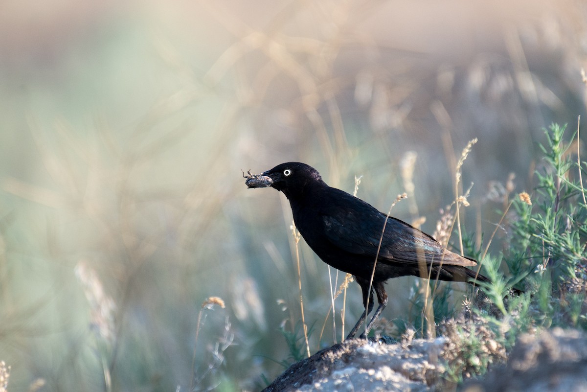 Brewer's Blackbird - ML351951891