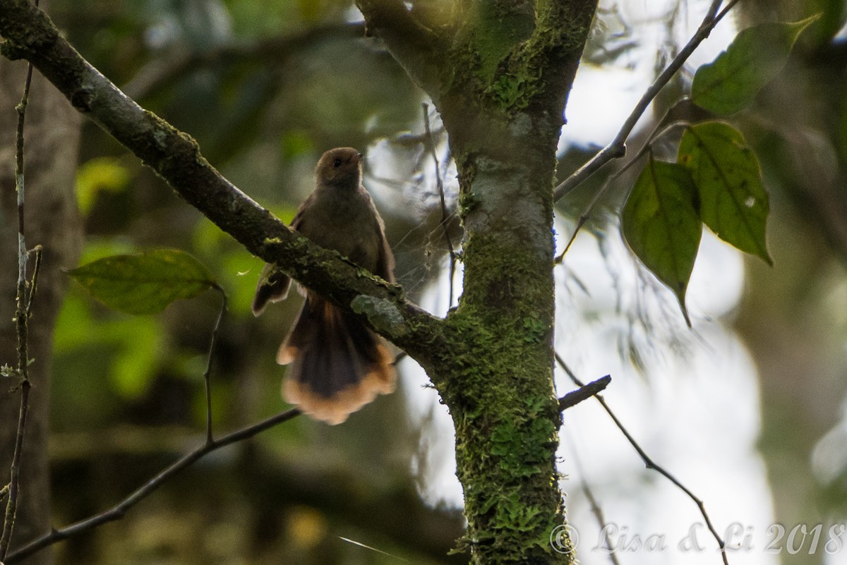 Dimorphic Fantail - ML351952411