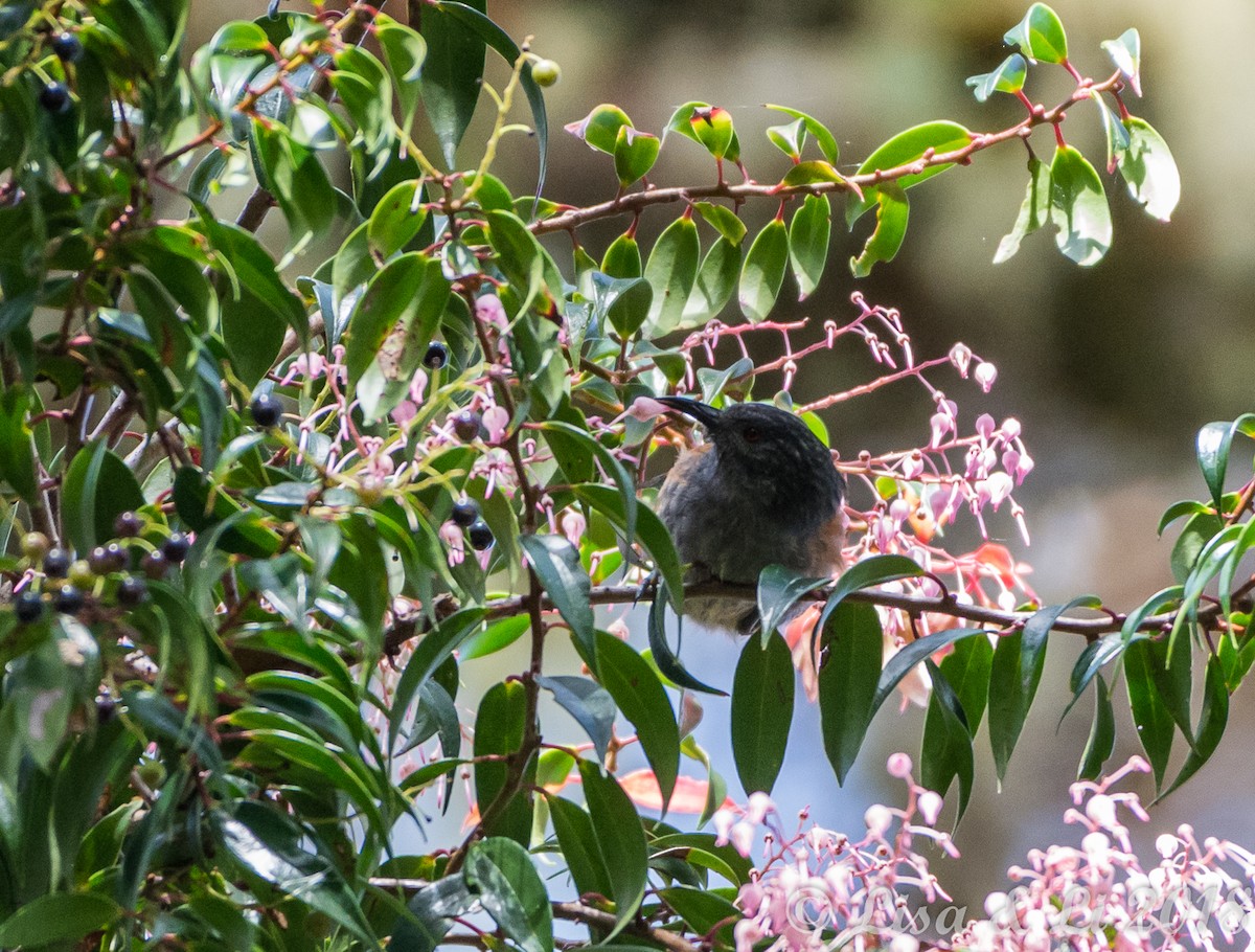 Rufous-sided Honeyeater - ML351953861