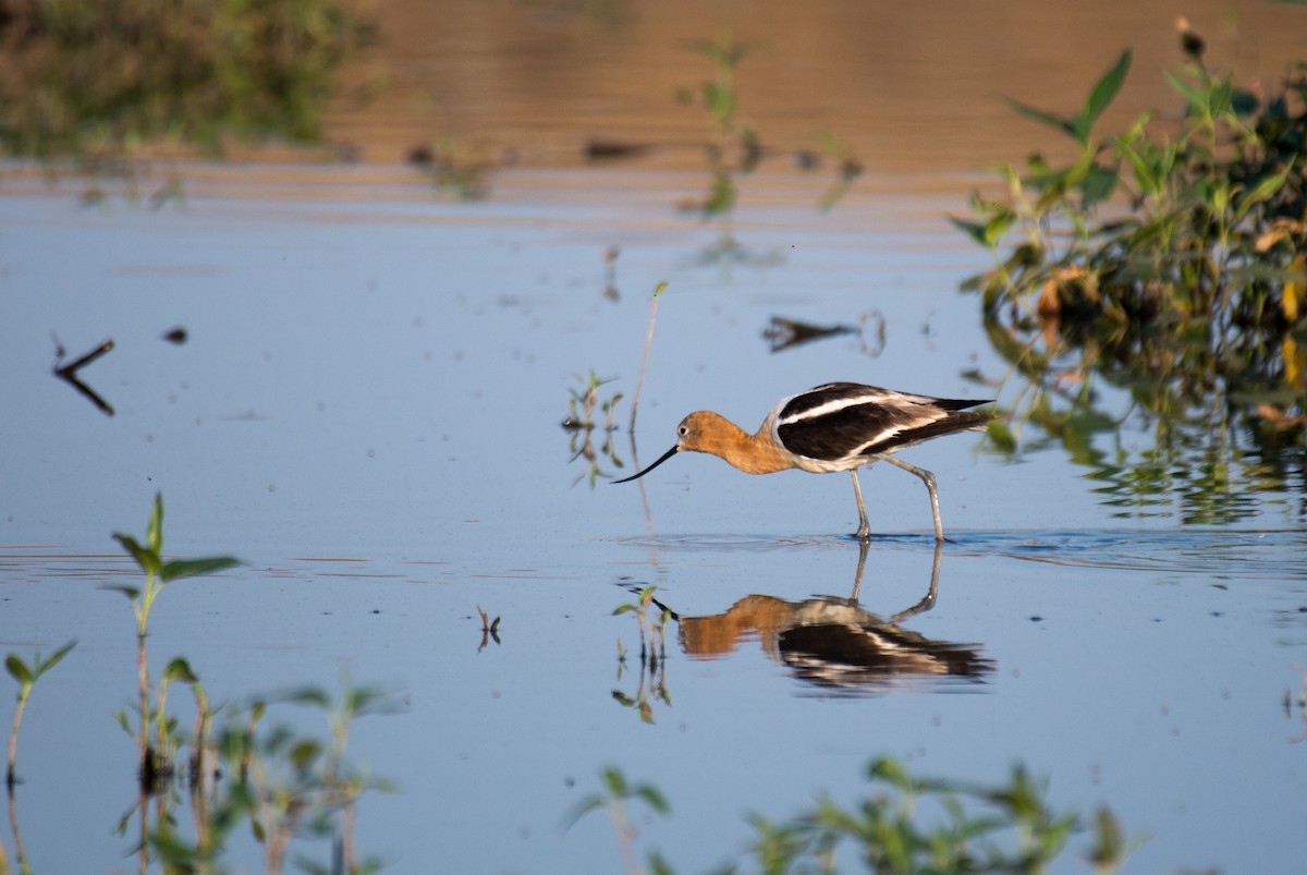 Avocette d'Amérique - ML351954531