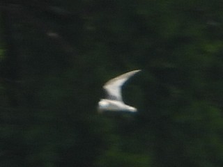 Least Tern - ML351955111