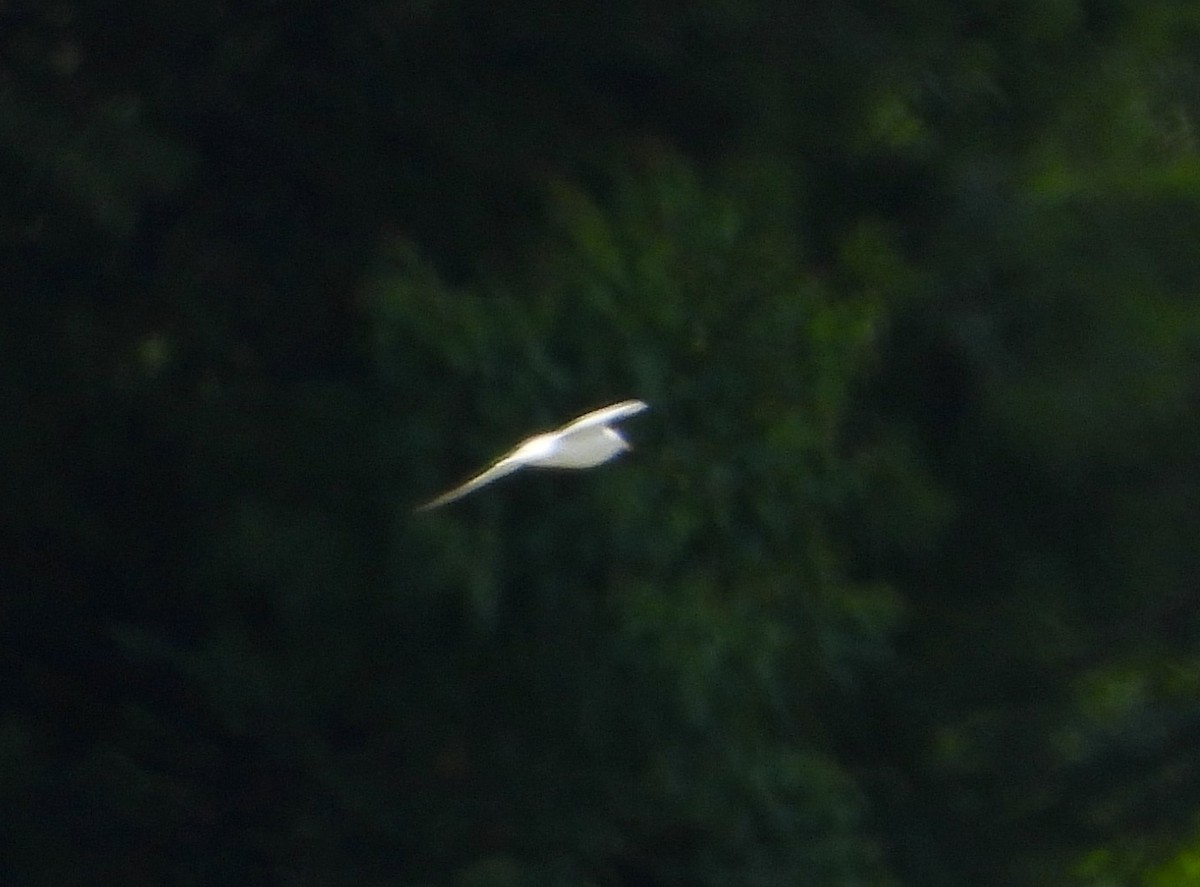 Least Tern - ML351956021