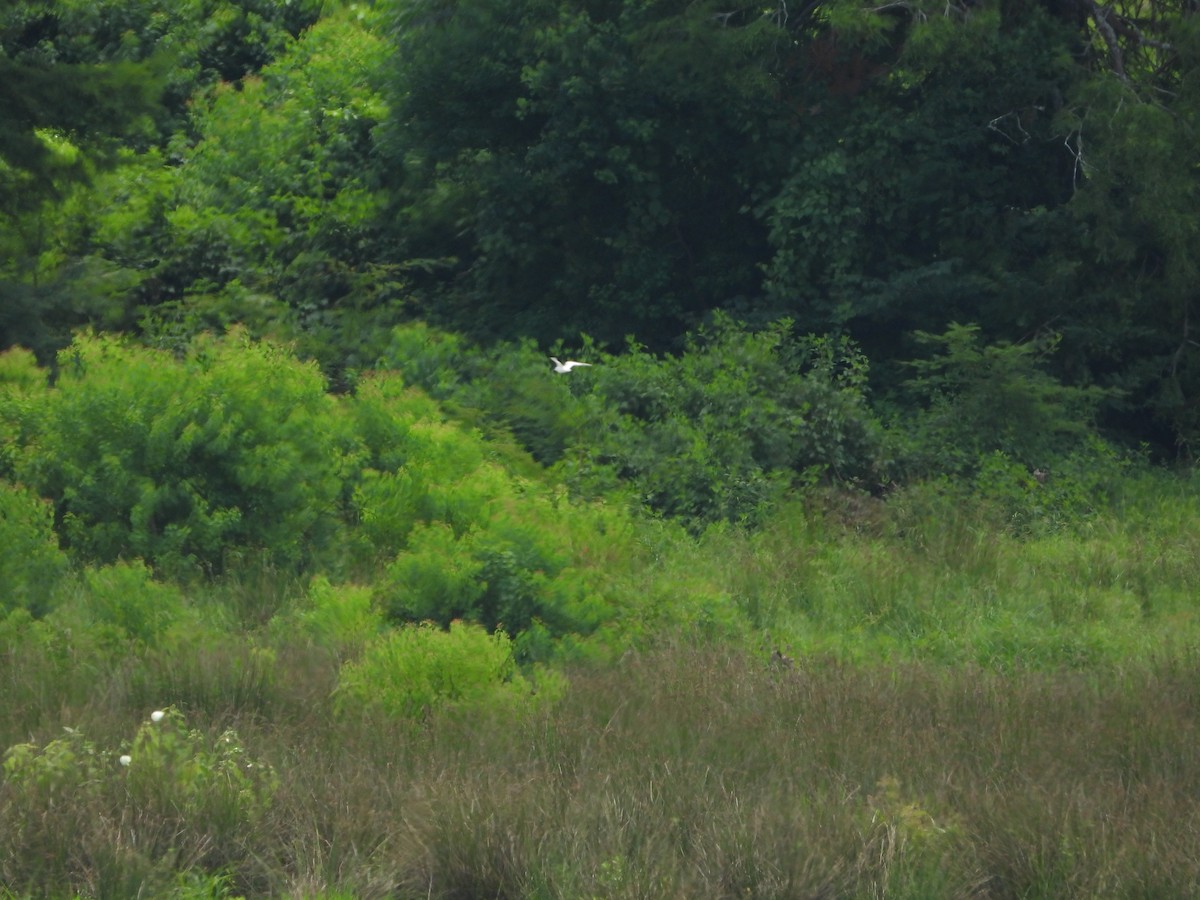 Least Tern - ML351957631