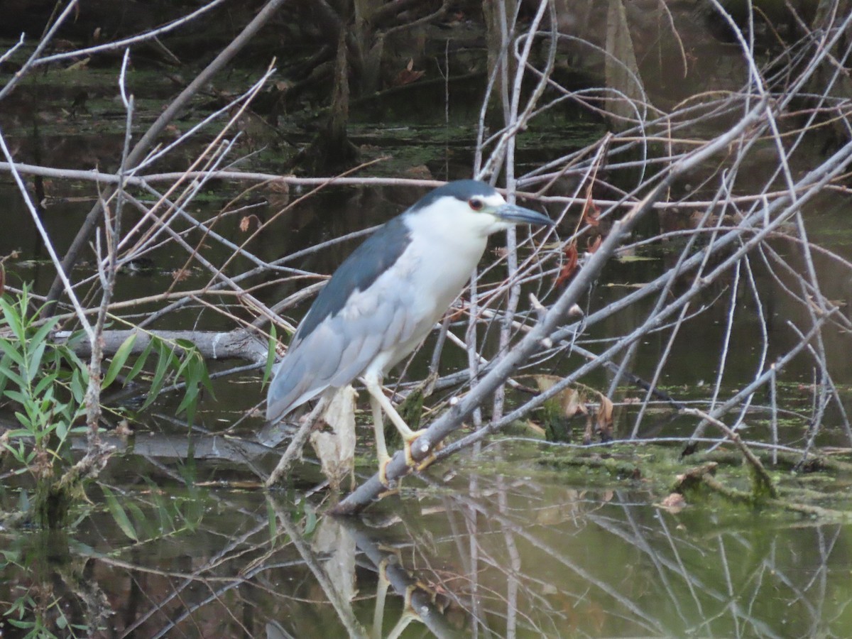 Black-crowned Night Heron - ML351957991