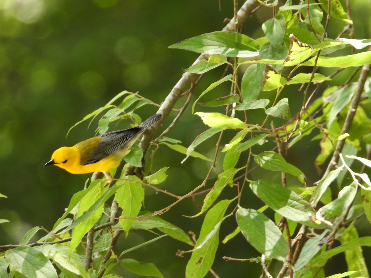 Prothonotary Warbler - ML351959311