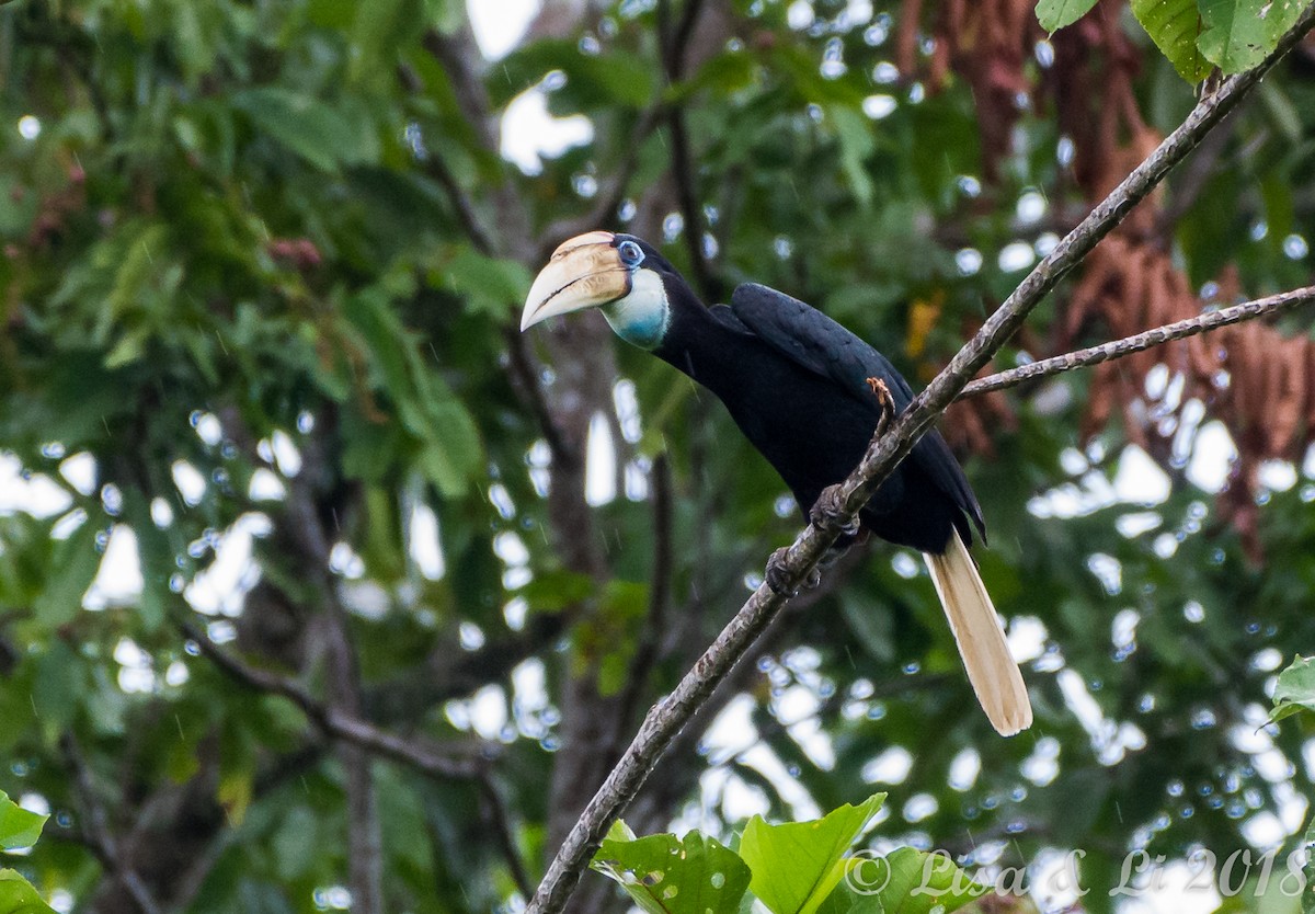 Papuahornvogel - ML351959351