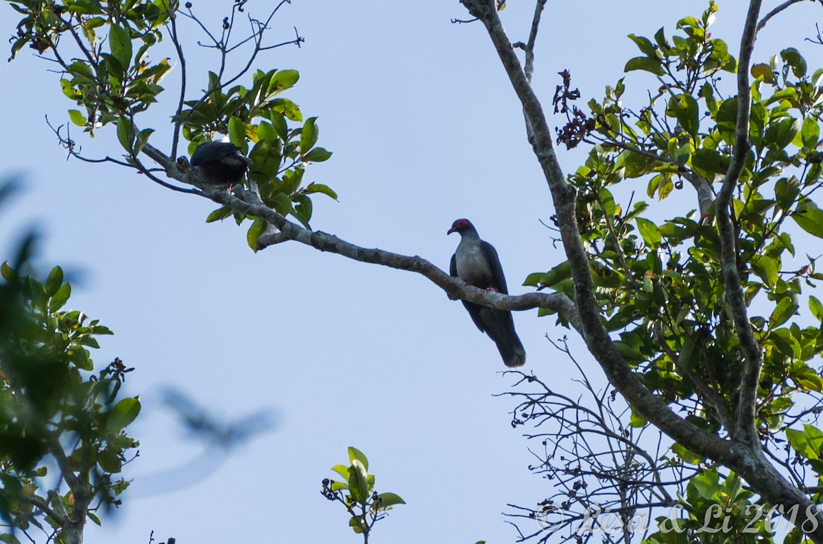holub tmavohlavý - ML351960301