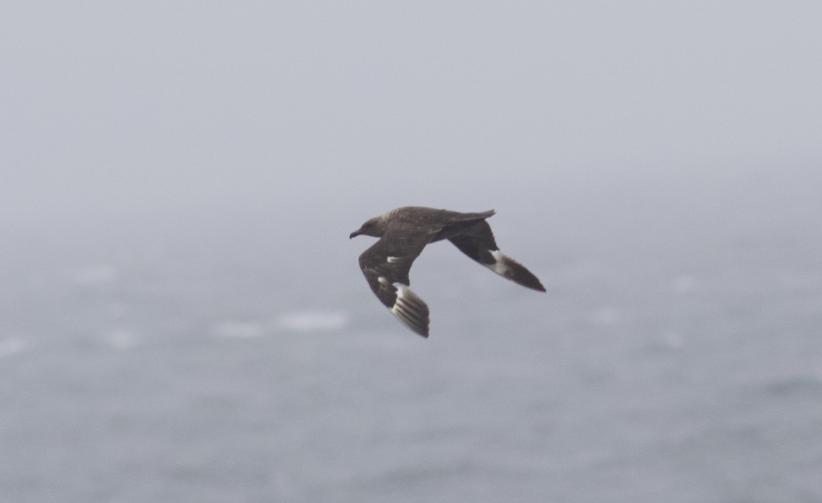 South Polar Skua - ML351960861