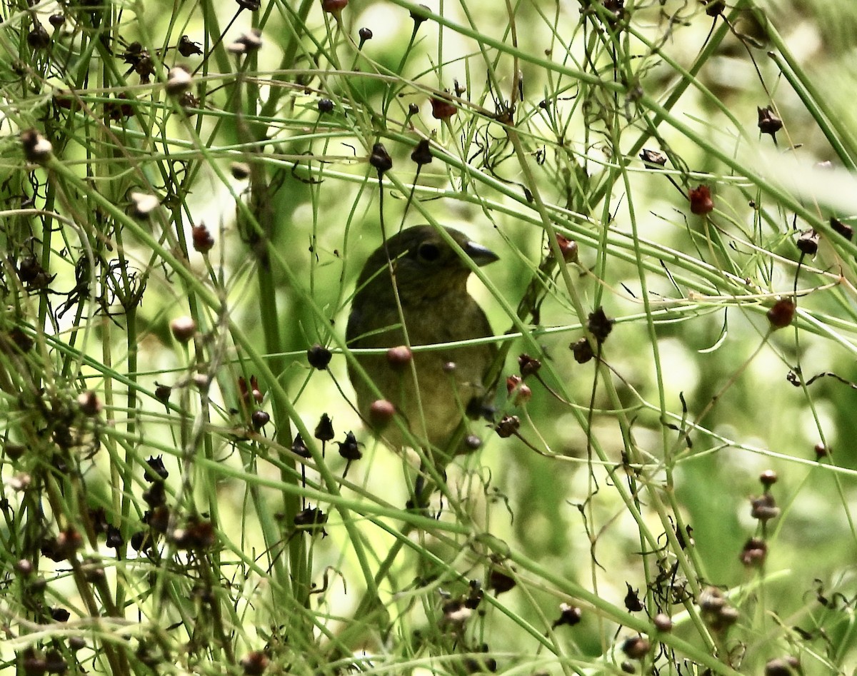 passerine sp. - ML351960891