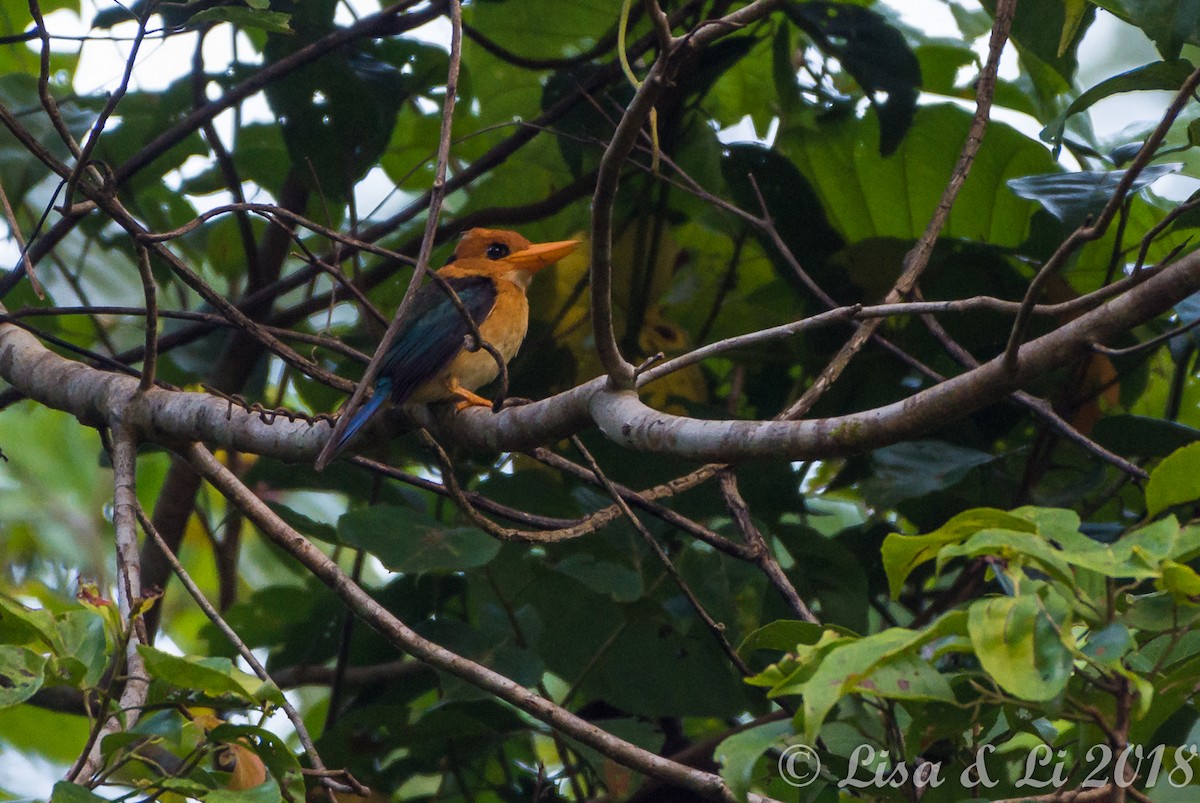 Yellow-billed Kingfisher - ML351961291