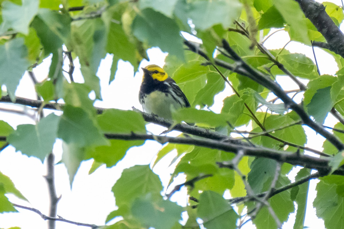 Black-throated Green Warbler - ML351961681