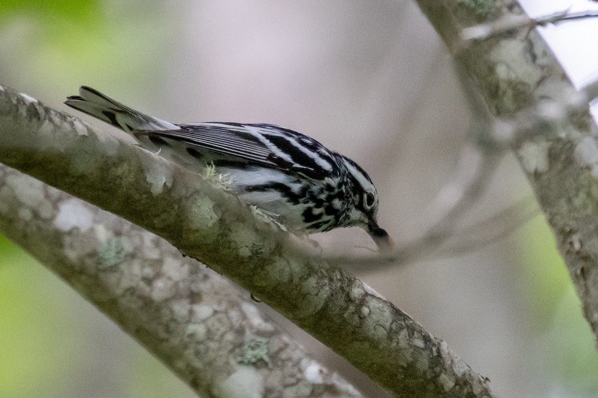Black-and-white Warbler - ML351961891