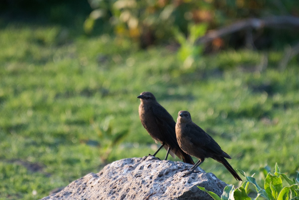 Brewer's Blackbird - ML351962021