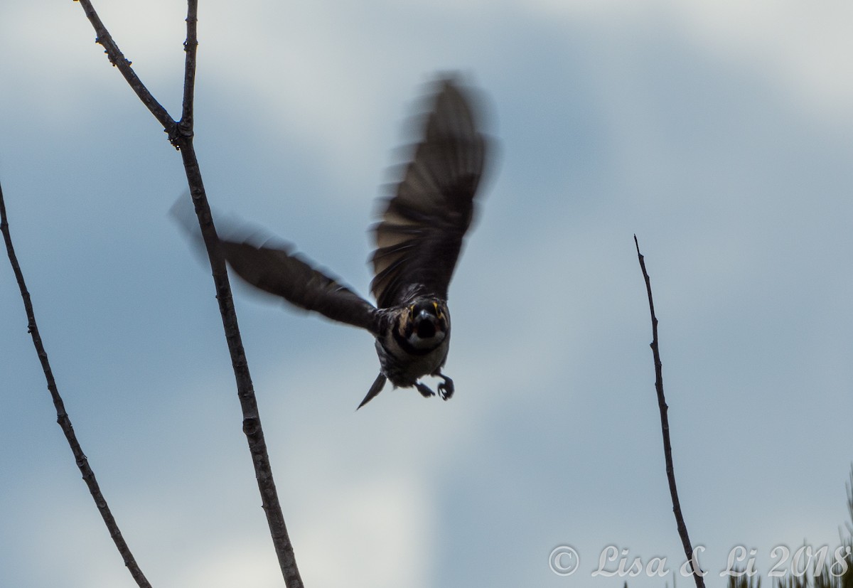 Ornate Melidectes - ML351962041