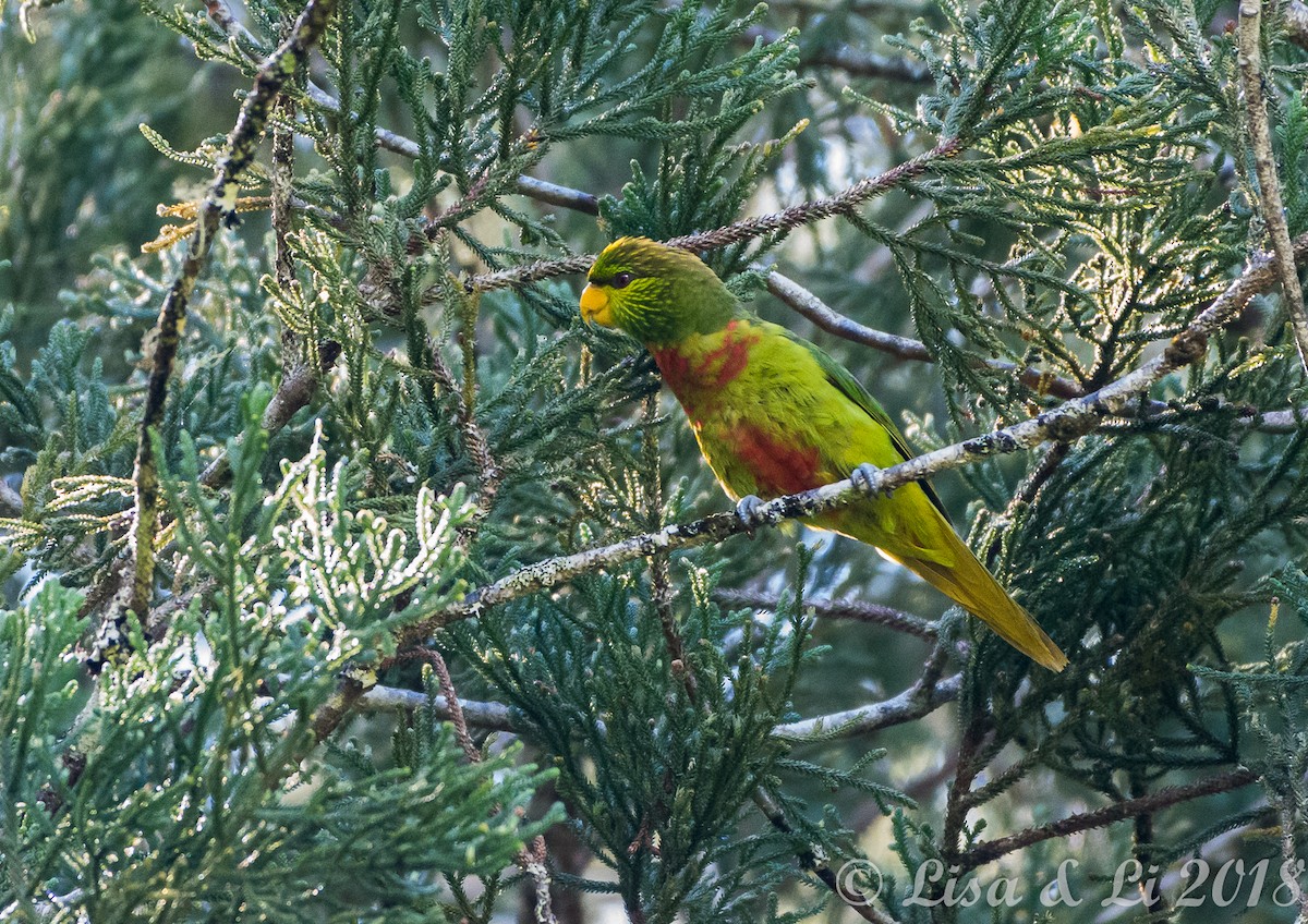 Yellow-billed Lorikeet - ML351963381