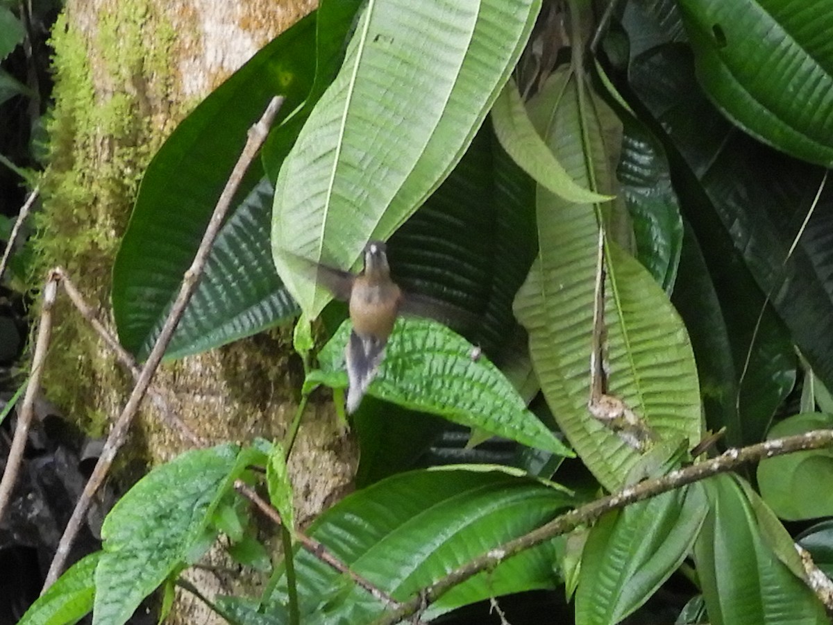 Пестрогорлый колибри-отшельник - ML351963991