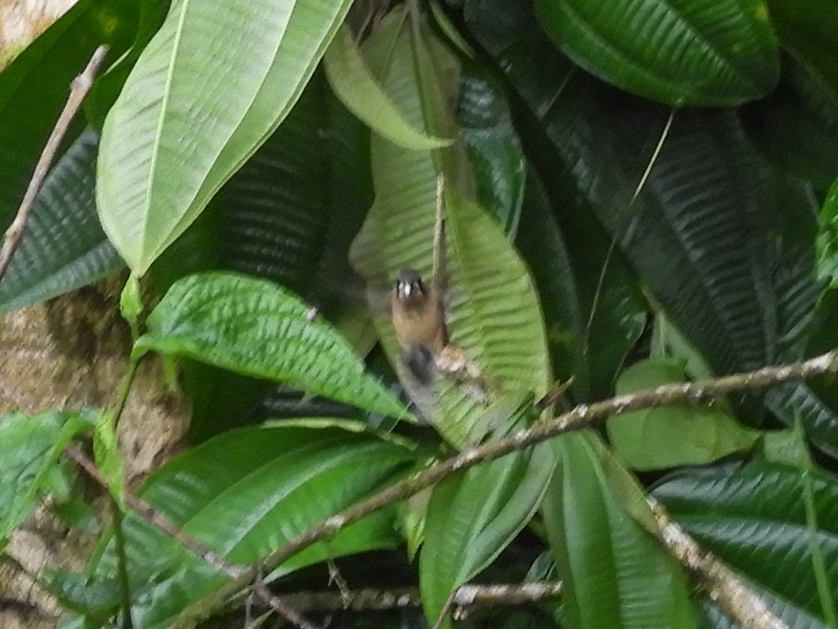 Пестрогорлый колибри-отшельник - ML351964001
