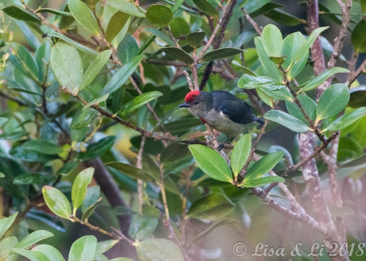 Red-capped Flowerpecker - ML351964081