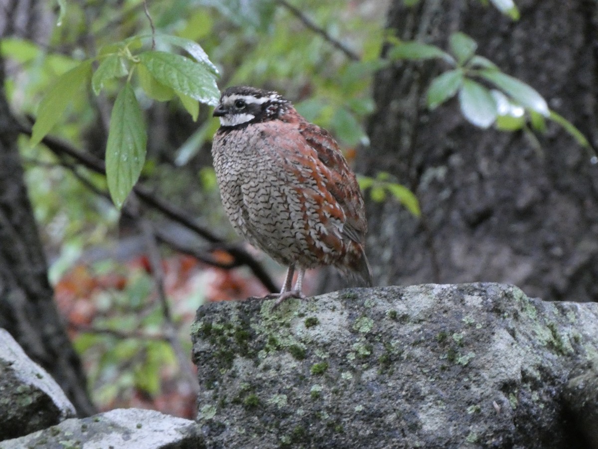 Northern Bobwhite - ML351964381