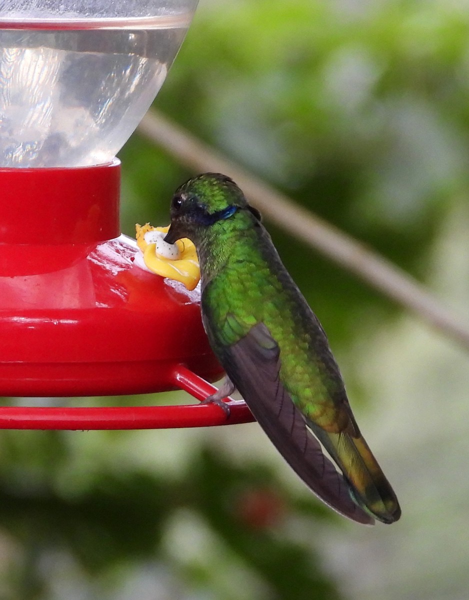 Lesser Violetear - Jennifer Coulson