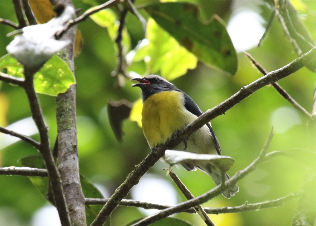 Bananaquit - ML351965361