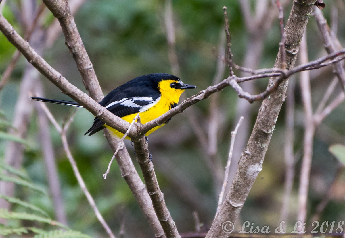 Black-breasted Boatbill - ML351965461