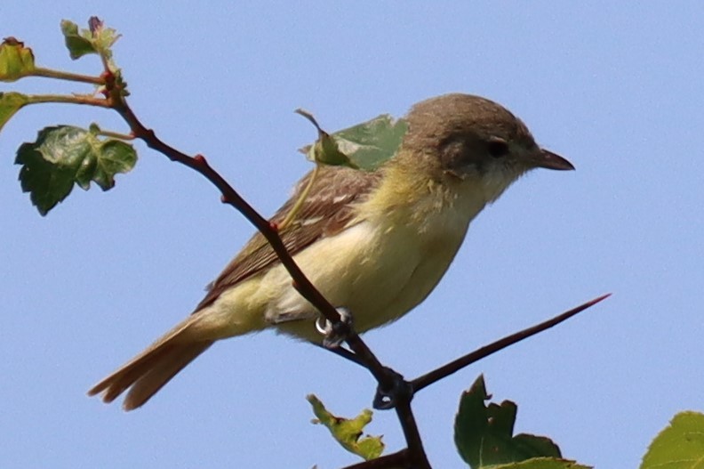 Bell's Vireo - Pete Johantgen