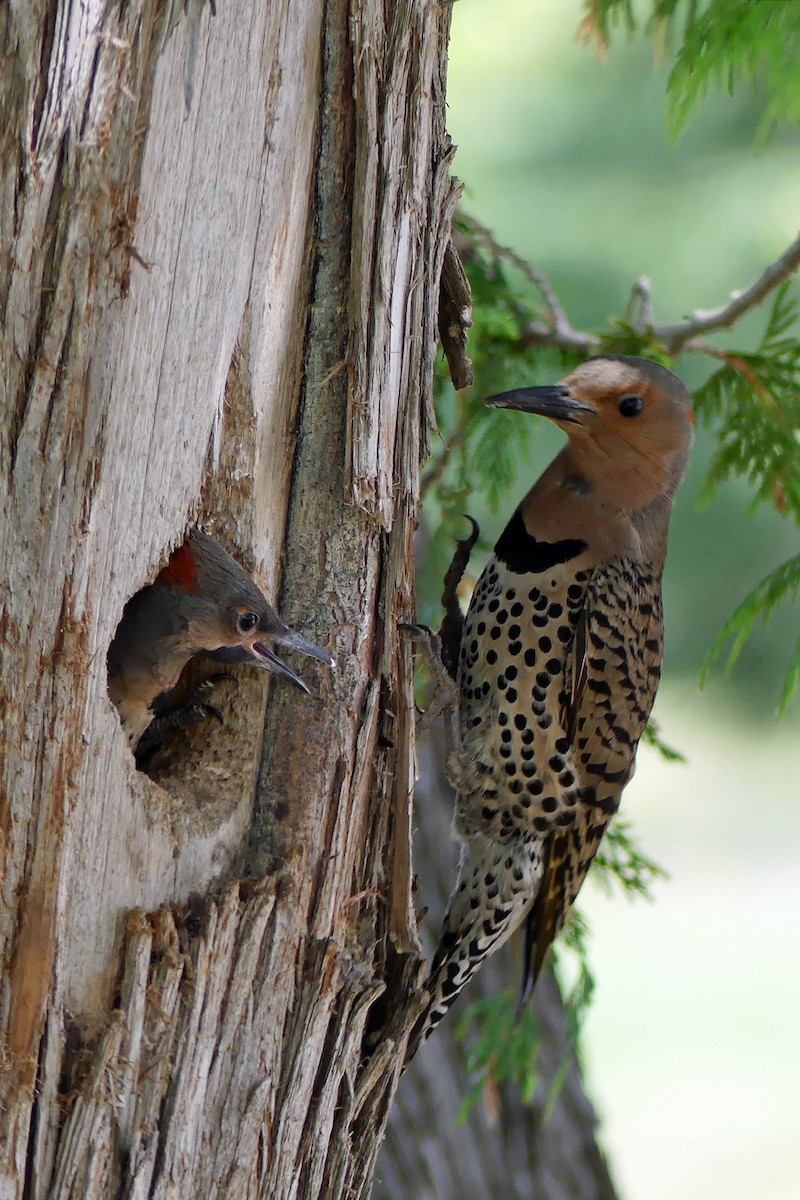 Northern Flicker - ML351966521