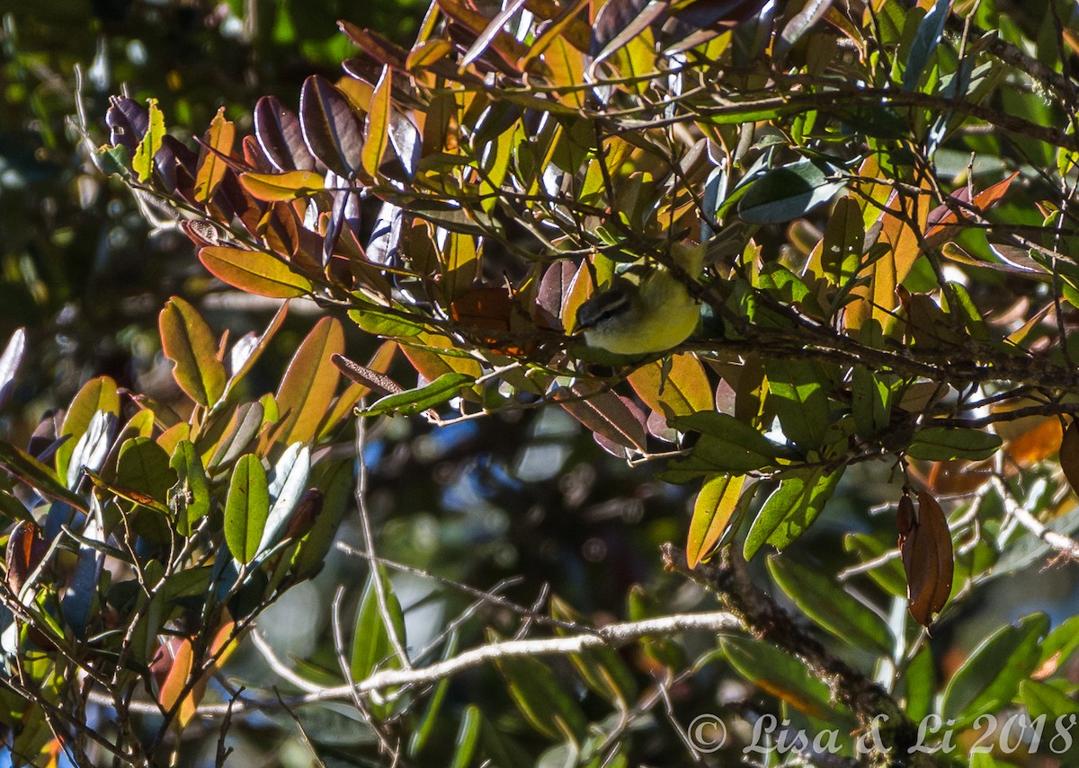 Island Leaf Warbler - ML351968791