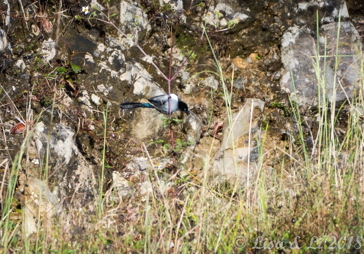 Fan-tailed Berrypecker - ML351969131