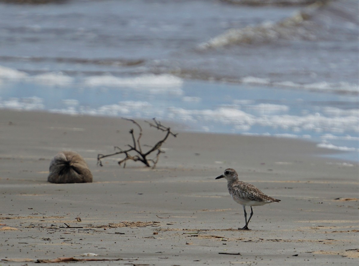 Black-bellied Plover - ML351969571