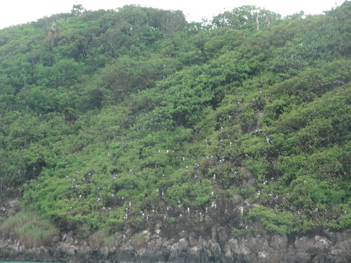 Magnificent Frigatebird - ML351970341