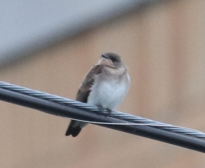 Northern Rough-winged Swallow - ML351970491