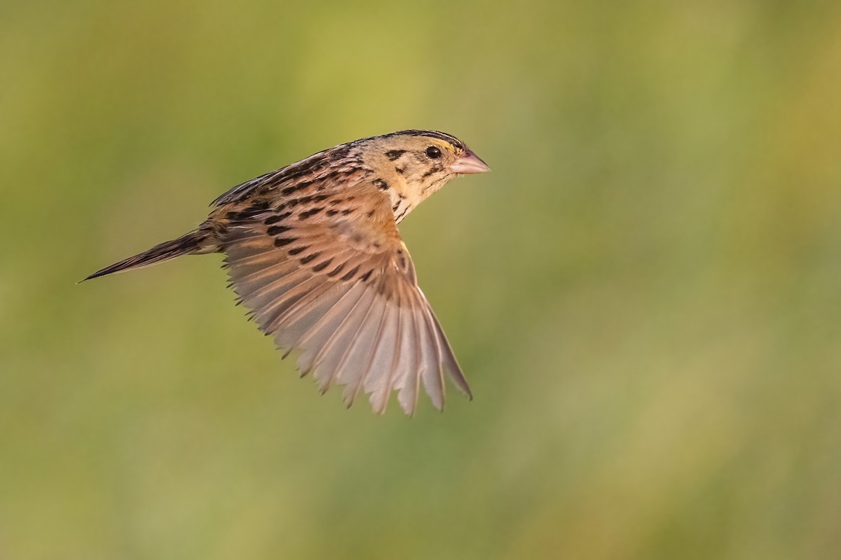 Henslow's Sparrow - ML351970881