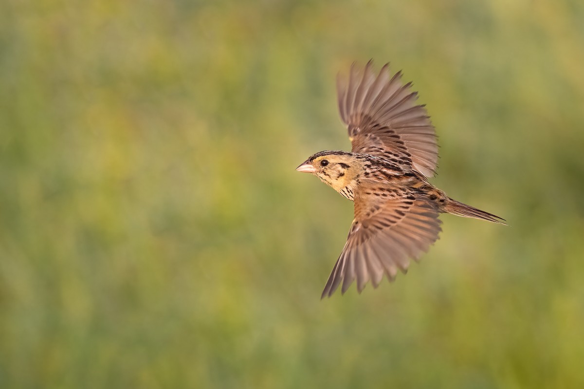 Henslow's Sparrow - ML351970941