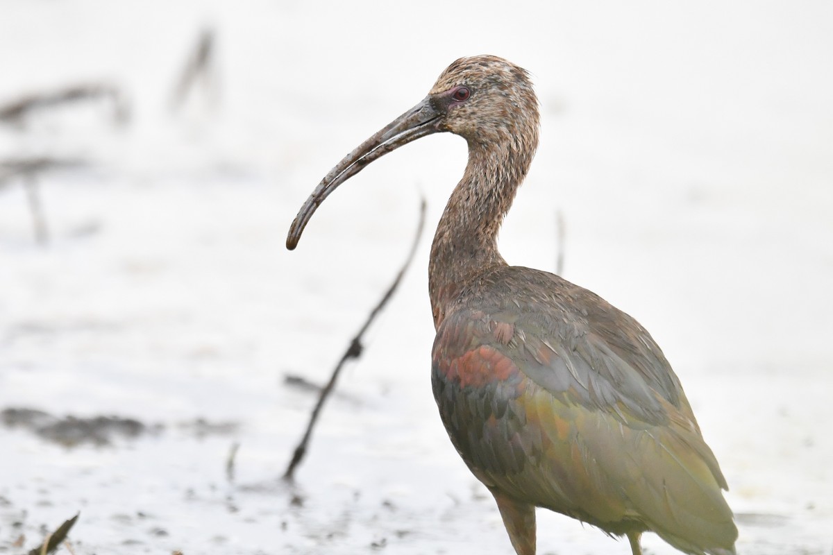 White-faced Ibis - ML351972271