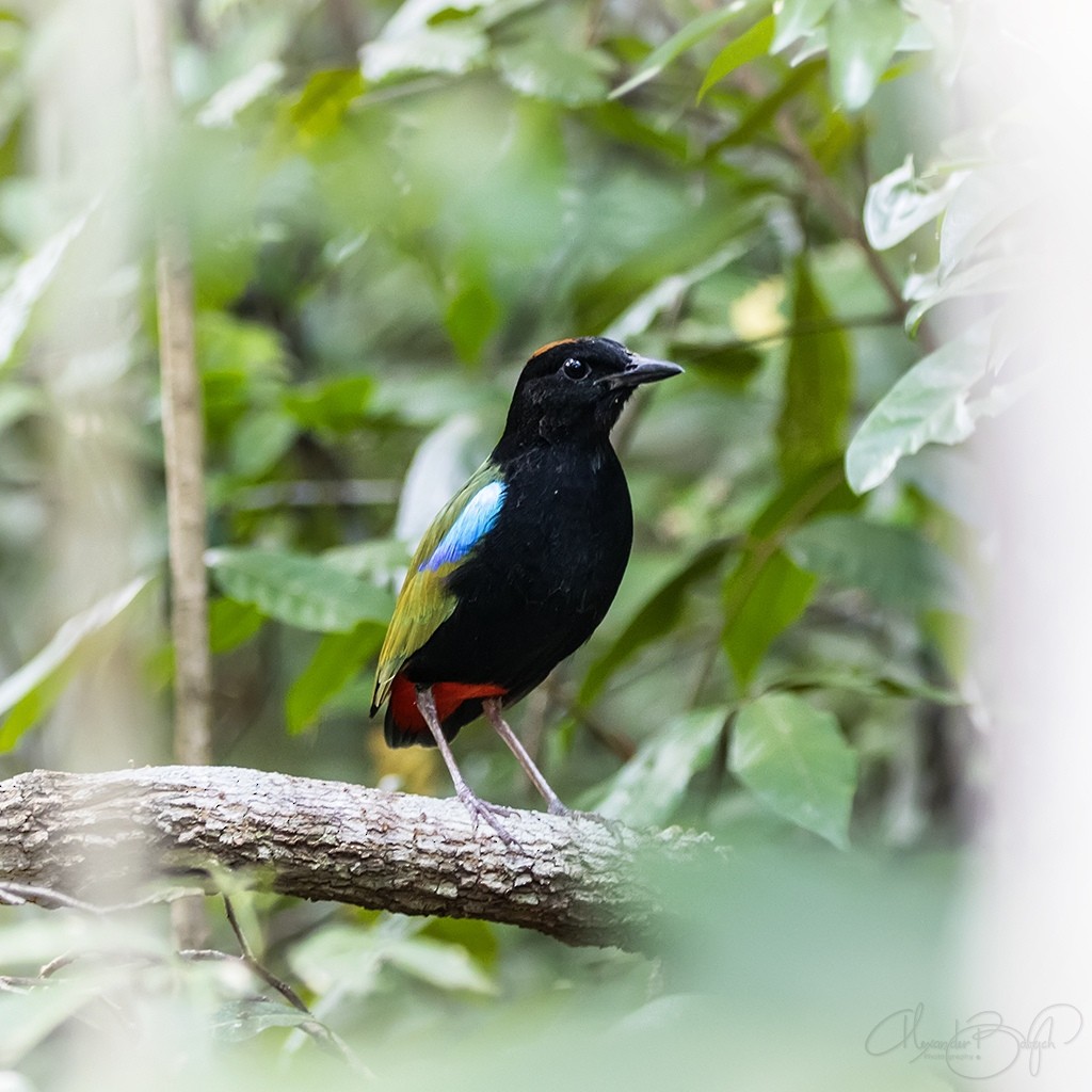 Rainbow Pitta - Alexander Babych