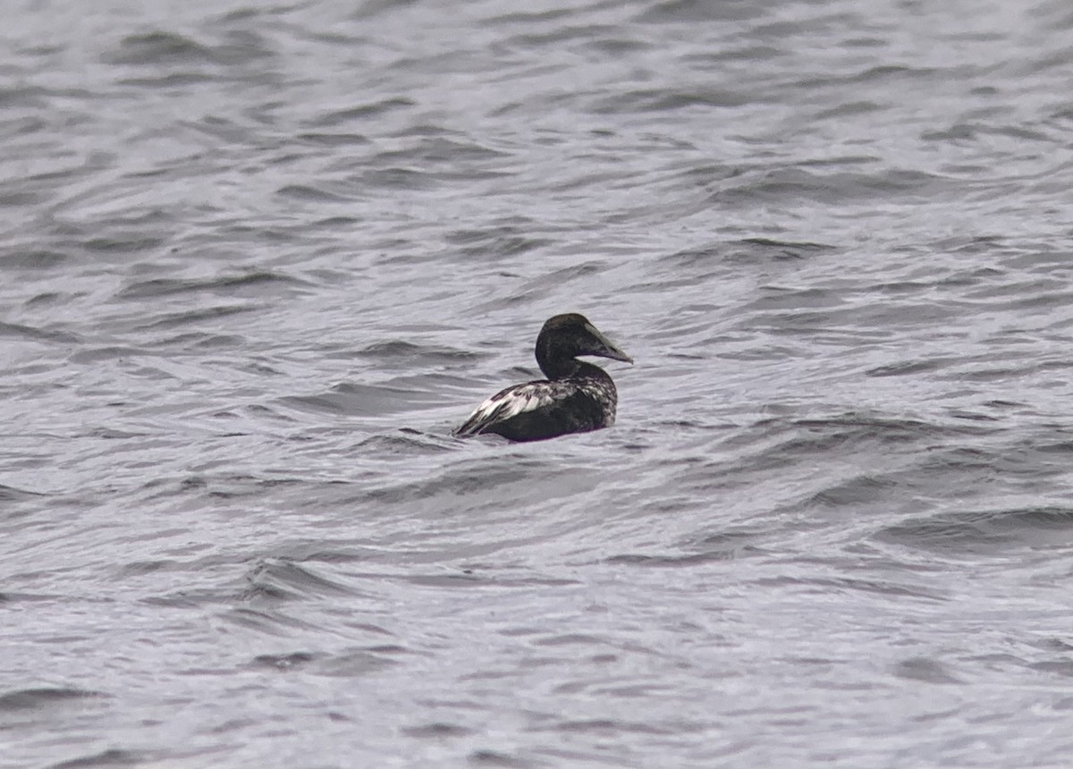 Common Eider - ML351974501